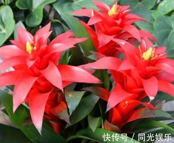 几种花卉,花期超长花量大,一年四季花开不停,一盆千百朵