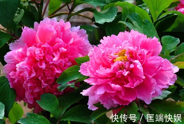 花中之王|此花被誉为“花中之王”,雍容华贵仪态万千,象征着爱情的付出