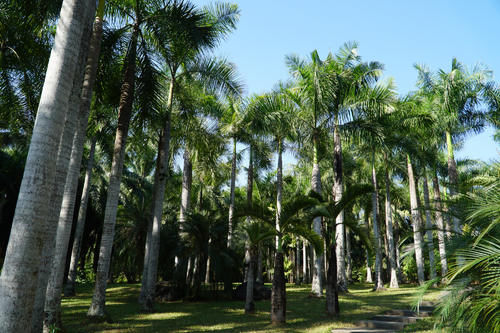 西双版纳逛热带植物园，不用去勐腊县，市中心就有，门票只要40元