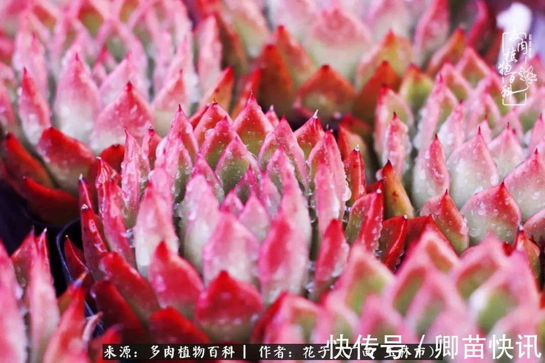 为了爱情来到陌生城市,偶遇多肉,地老天荒的爱恋!