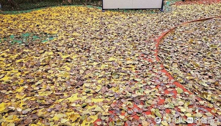 秋雨|落叶如金，济南秋雨带来满地金色