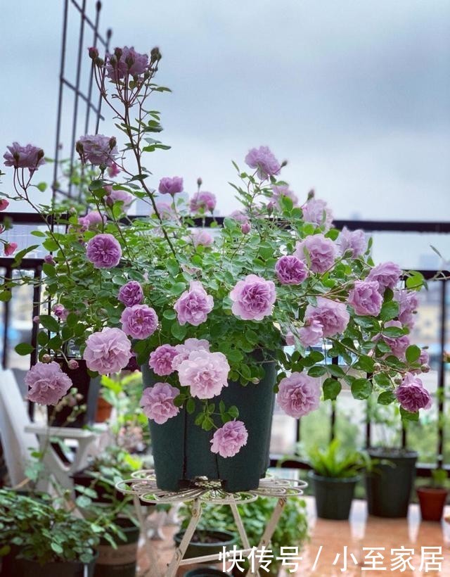 月季花|手把手教你月季花后促笋的方法