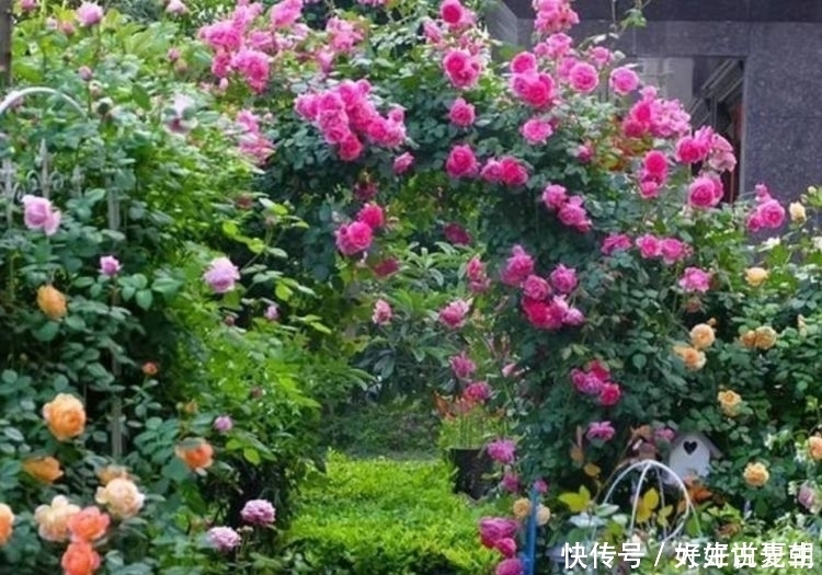 种花|超迷人的4种花，花色超美，一年开花多次，你值得拥有