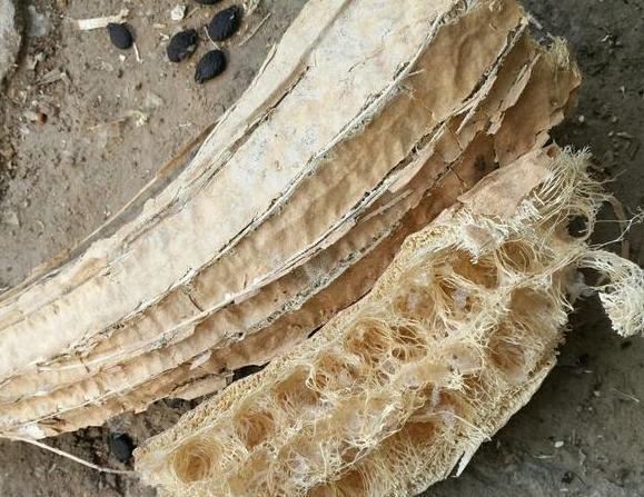 植物烂根，全赖花盆底部透水差4种东西随便放个就能轻松搞定
