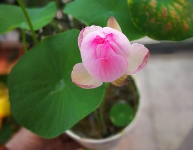 碗莲的养护小细节，做好这3点，叶子又圆又美！