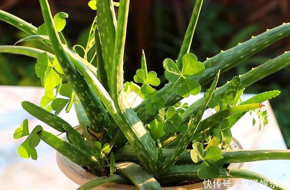 老人说“3种”不能送人的花,得罪人是小事,财神爷送走是大事!