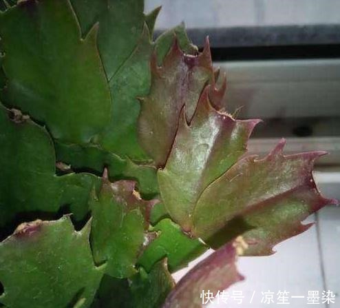 蟹爪兰叶子发红,6个原因全在这里,新手必看!