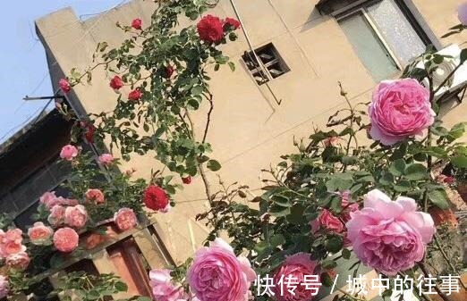 吴大爷养“月季”，三月喂点“零食”，花朵嗖嗖冒，1年开不停！