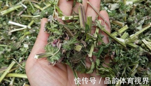 益母草煮鸡蛋|农村里常见的“益母草”，对女性有很大功效，做菜还很美味！