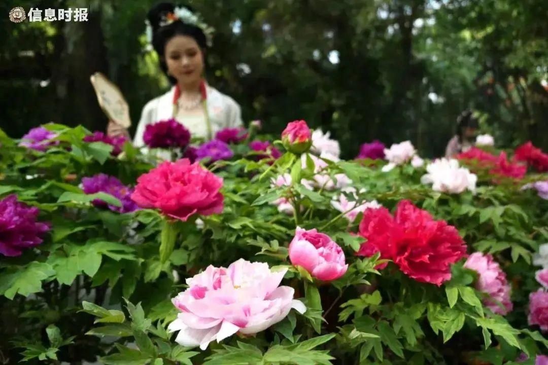 “百花之王”来广州了！这些地方隐藏了大片花海，爱了爱了