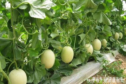 食物|營(yíng)養(yǎng)保健的好食物,沒事常吃,緩解疲勞,預(yù)防便秘,氣色更好