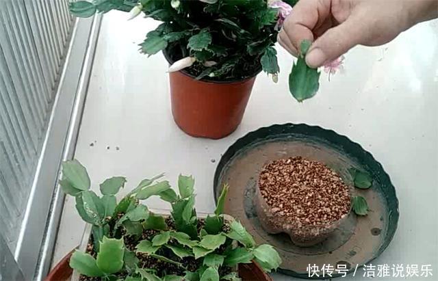 扦插蟹爪兰,掐准“时间点”,根系嗖嗖窜,养出“杠杠厚”好叶片