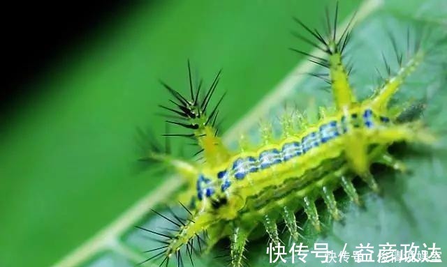 虫子|如何让孩子远离手机,这几乎是唯一的方式