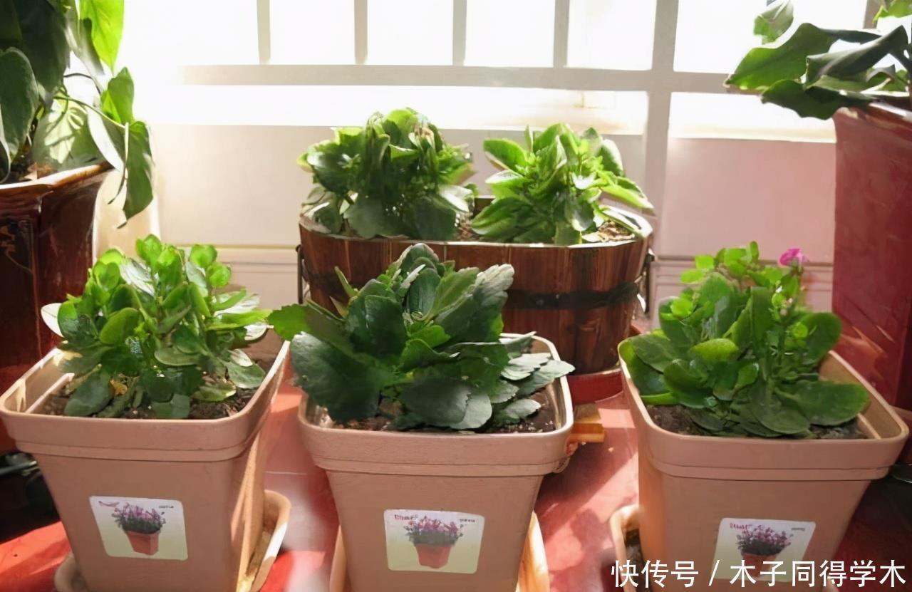 长寿花老不活?5个要点做到,“百分百”成活,长满一阳台花骨朵