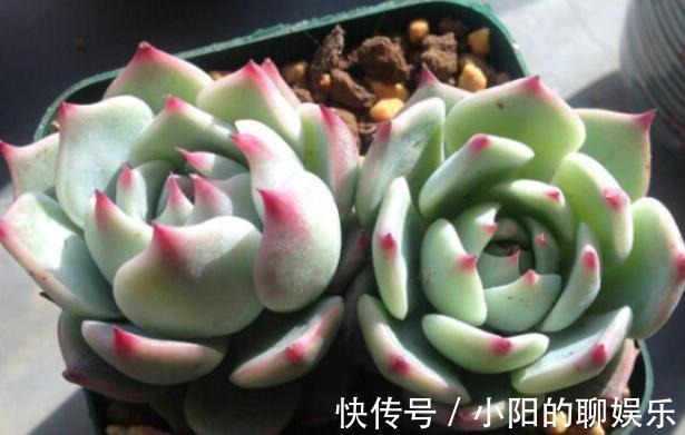 冬季就养这些见阳光就漂亮的多肉,叶色美的不要不要的