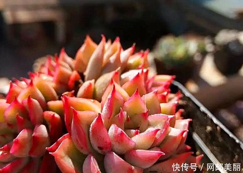 照这样“控养”下去,多肉要美成精了!像精灵一样的美的多肉