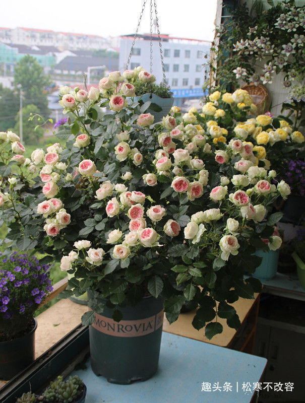 这款花，好养易爆盆，花开娇丽轻盈，绚丽多姿，养在客厅美极了