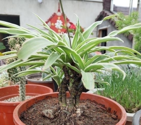 老桩|把吊兰养成“瀑布”，那是小意思，养成老桩盆景才是真本事