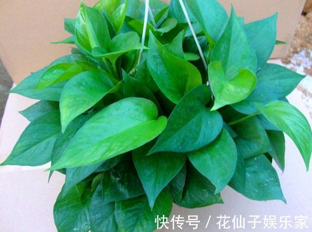 木立芦荟|初次尝试养花,选什么植物好盆栽此4款,搁室内漂亮又好养!