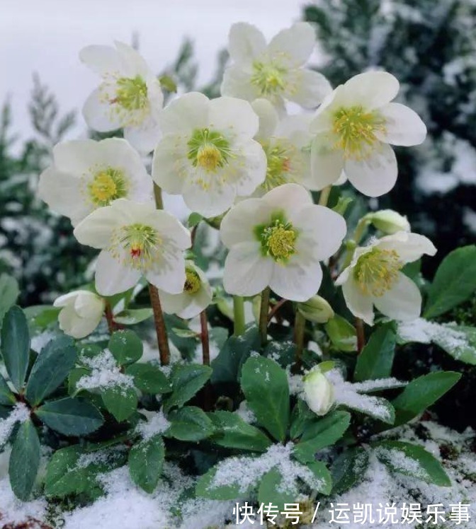 “5种花”漂亮又好养,花开不断,挤满阳台,一次开花100朵!