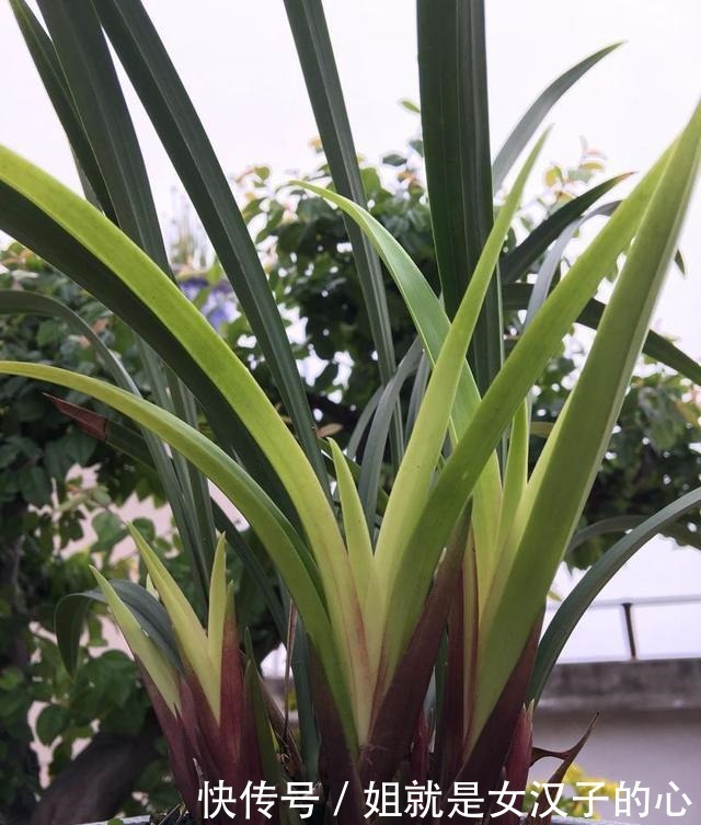 春天兰花发芽,“一灌二喷三埋”,兰花养分足,新芽多,长势爆盆!