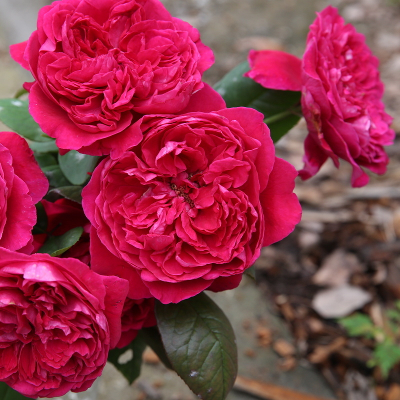 此花花朵硕大,花香怡人,花朵艳丽,容易开花成花海