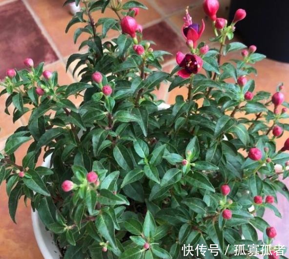 绿萝、吊兰太普通别养了,换上4种花,更加美丽,还显得家庭富贵!