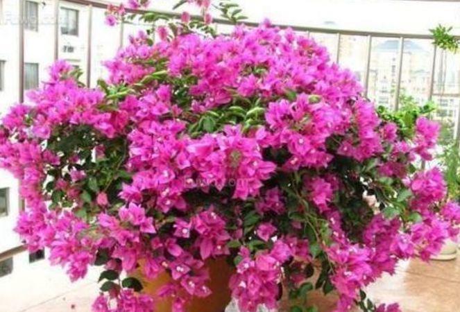 懒人就养“4种花”,给点阳光就灿烂,开花多又美,人见人爱