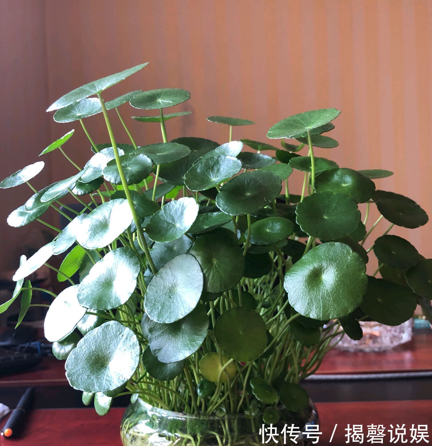 铜钱草开花是坏事剃个大光头，一个月后再次爆盆，叶片比拳头大