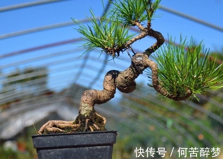 五针松盆景后期究竟如何养护最好,以下四点你可能遗漏