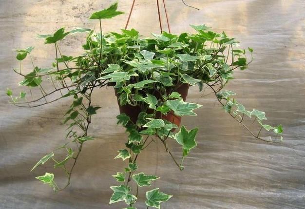 聪明人什么花也不养,却去养这“4种”植物,难怪身体越来越好