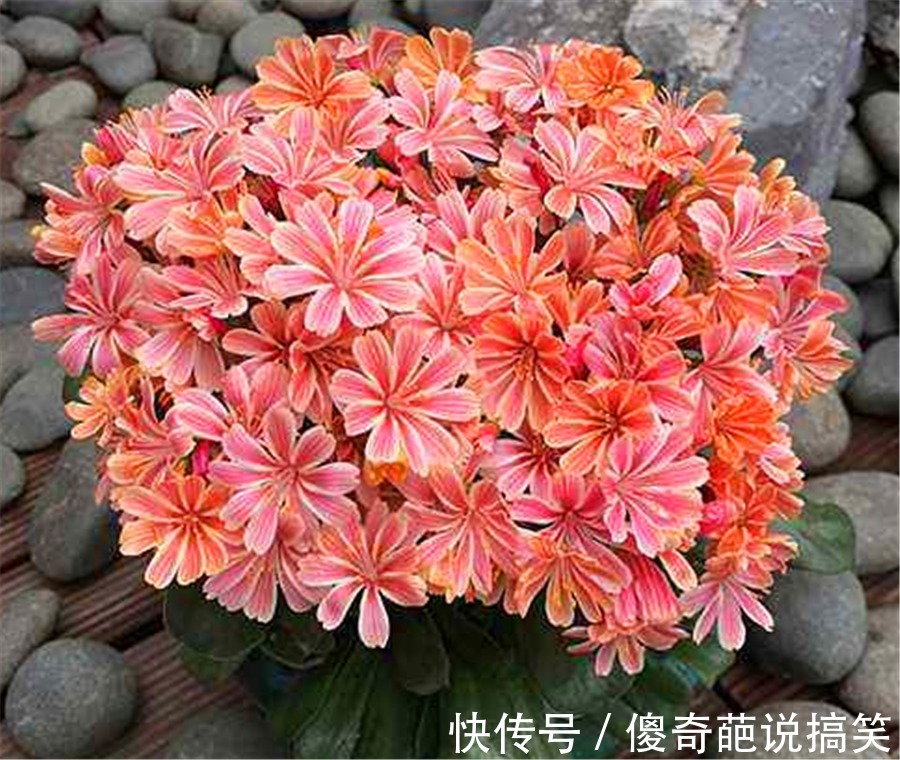 多肉也能花开爆盆，3种多肉人称“开花机器”，开花勤快又娇艳