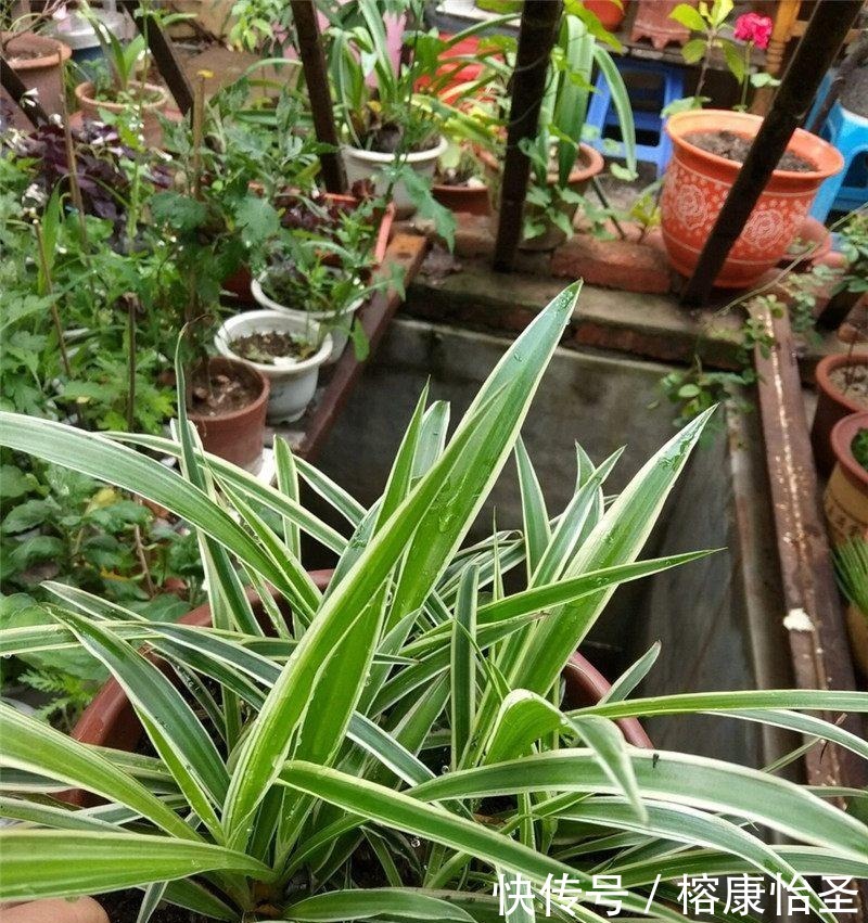 吊兰|养吊兰,一年四季只用2招,叶片3厘米宽,叶片长得又密又绿!