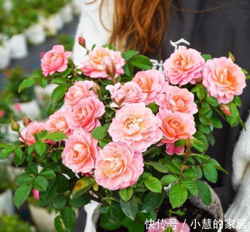 植株|5种微型月季,好养又好看,植株矮小花量大,是阳台盆栽佳品!