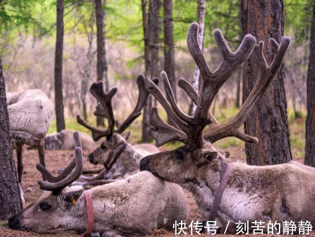 天池|大兴安岭, 不该被忘记