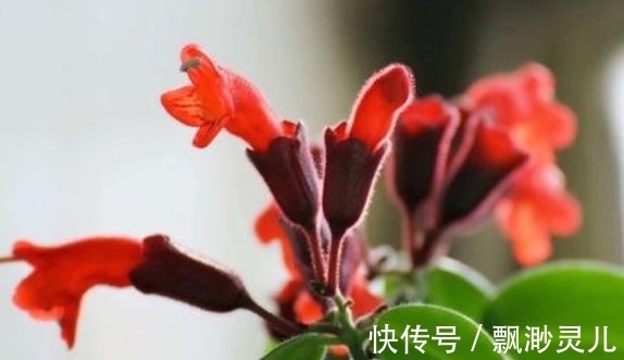 金鱼|4种漂亮花，好养易活能爆盆，年年开花不断