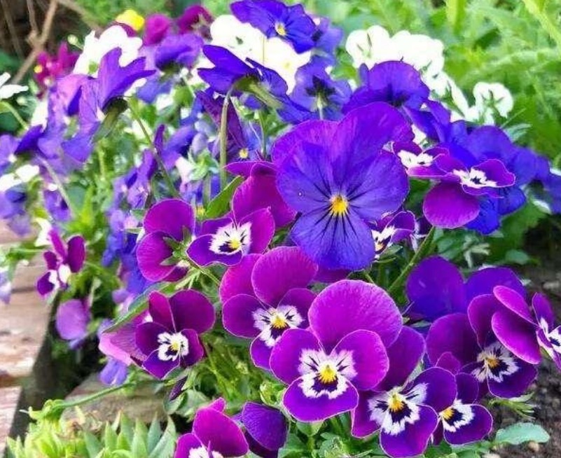 开花最香的3种花,花朵大花期长,比牡丹还美,年年开花美翻