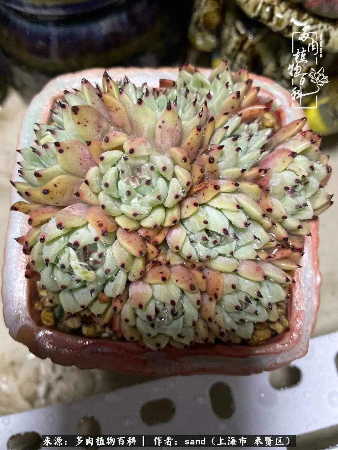 带着200多盆多肉,三个月搬两次家,是一种怎样的体验