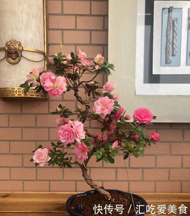 酸碱度|三角梅山茶杜鹃不开花,黄叶多,多用2种水,花勤量大,叶子绿