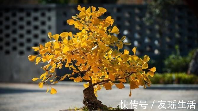 盆栽|4个方法,让盆栽银杏变成矮、胖、矬,好看又值钱