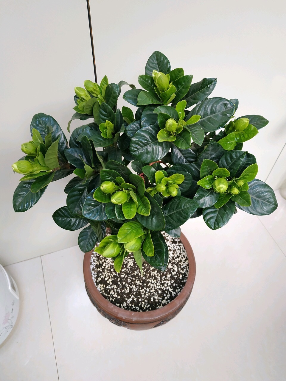 刚买的栀子花、茉莉花,哗哗掉叶子,学会3招,花苞又多又香