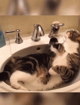 |搞笑GIF:这样的包饺机你没见过吧,包出来饺子非常匀称漂亮美观