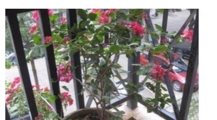 三角梅难开花老花农用“它”养，40天能见效，花芽分化非常快