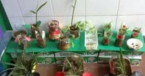 还在用花盆种花不如改造一下塑料瓶,省钱实用又好看