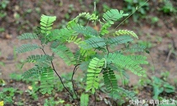用来|一种野草,只长在南方,北方没有,看到就想摘,用来炖汤是一绝