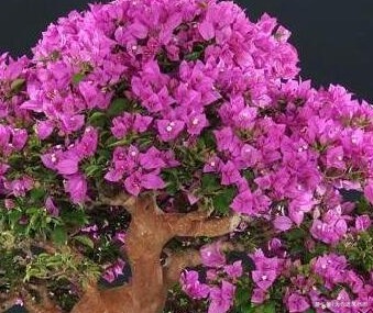 隔壁大爷家的三角梅年年开爆盆，而我家的总低头，这是为什么