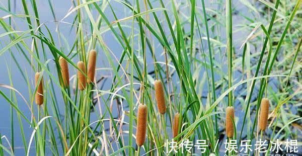 风儿|北宋著名诗僧的夏日诗,苏轼读完赞不绝口,连他的夫人也爱慕不已!