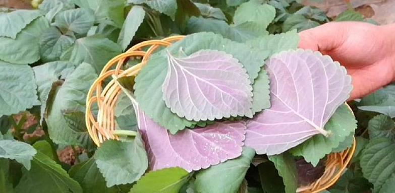 椿芽|农村常见的这七大野草,常吃清肺热,降三高,在城里吃不到!