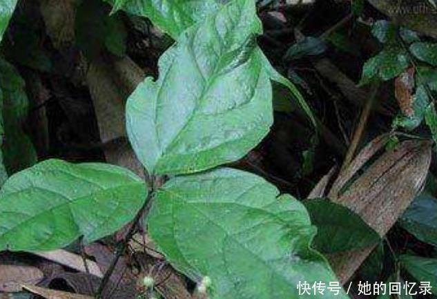 農(nóng)村的一種野草,被稱“解毒草”,可清熱解毒祛風(fēng)通絡(luò),治療牙痛