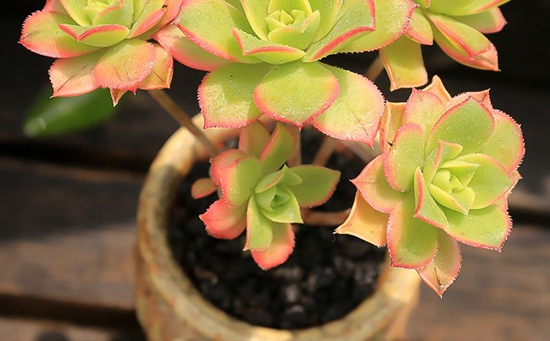 养什么多肉好6种好看好养又不贵的多肉,美成一道风景线!